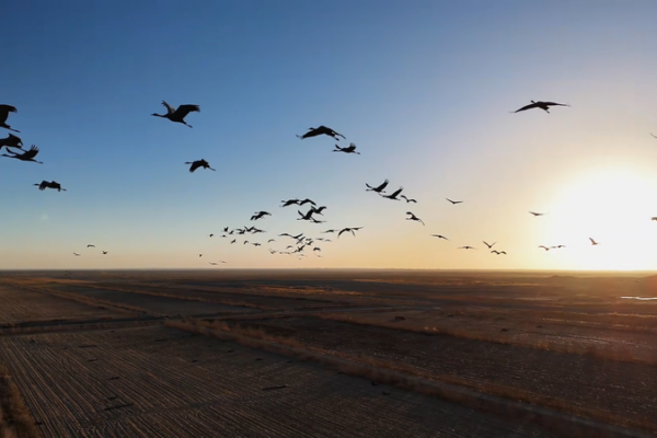 5_000_Grey_Cranes_Find_Winter_Haven_in_Tarim_Basin_Oasis video poster