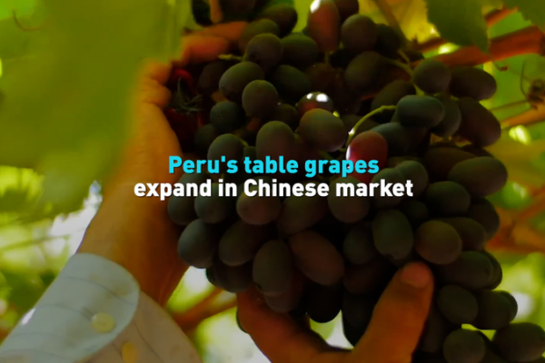Peru's Table Grapes Boom in China’s Market 🍇🚀 video poster