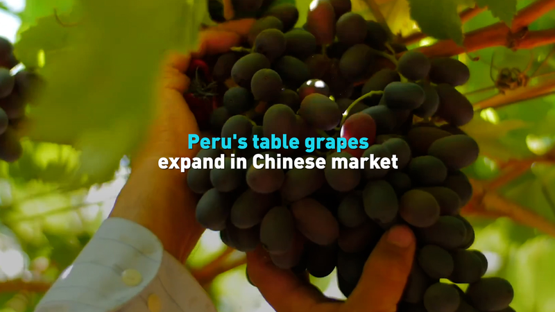 Peru's Table Grapes Boom in China’s Market 🍇🚀 video poster