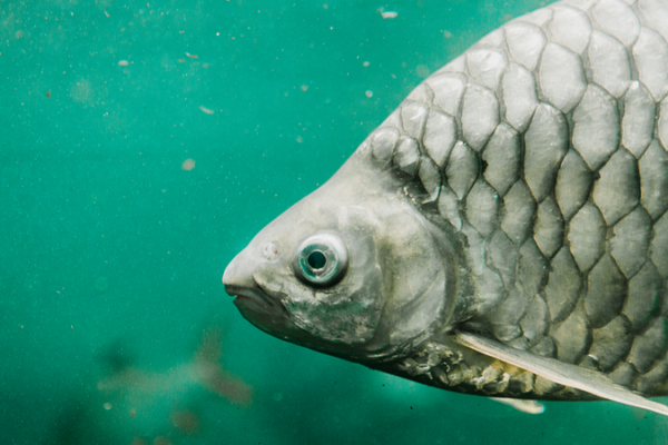 China Unveils Bone-Free Carp for Easier Feasting 🐟