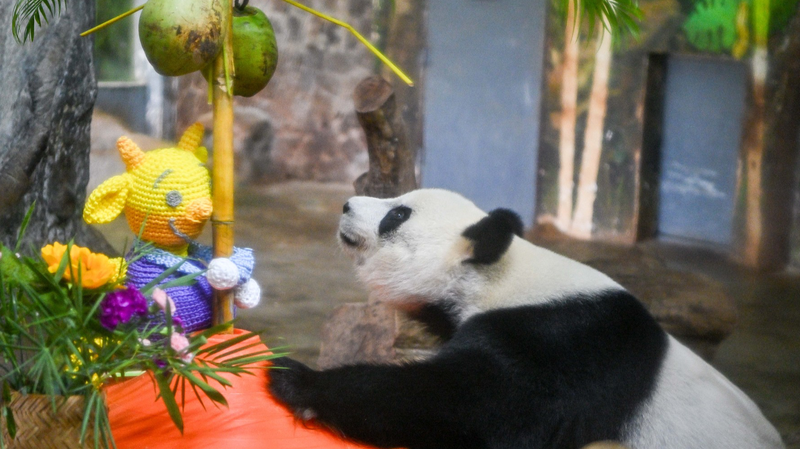 Adorable_Panda_Moments_at_Hainan_Wildlife_Park_poster - Namaste Headlines Adorable_Panda_Moments_at_Hainan_Wildlife_Park video poster