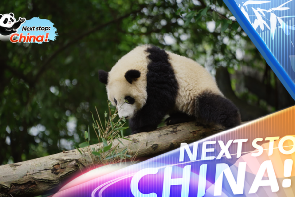 Pandas Everywhere: How Chengdu’s Black-and-White Icons Shape City Vibes video poster