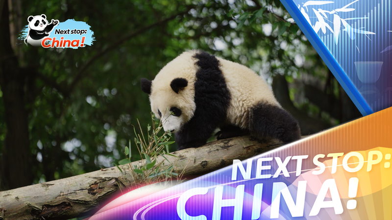 B9AZTEDMCMUK7AJS9YE8 - Namaste Headlines Pandas Everywhere: How Chengdu’s Black-and-White Icons Shape City Vibes video poster
