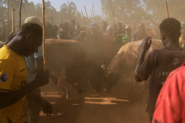Bullfighting_Tradition_Thrives_in_Kenya_s_Kakamega