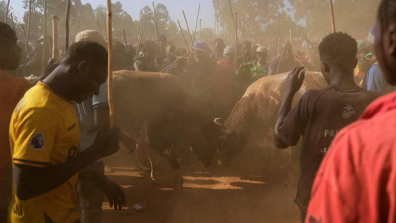 Bullfighting_Tradition_Thrives_in_Kenya_s_Kakamega - Namaste Headlines Bullfighting_Tradition_Thrives_in_Kenya_s_Kakamega