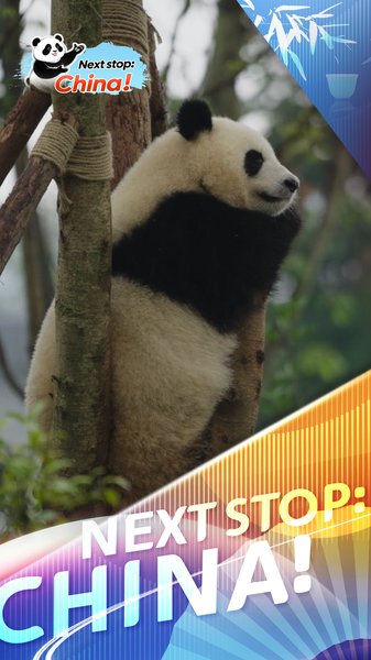 Chengdu_s_Giant_Pandas__Fluffy_Stars_Melting_Hearts_Worldwide video poster