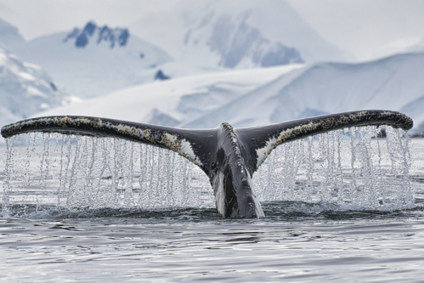 China_Ratifies_UN_Marine_Biodiversity_Pact__Boost_for_Ocean_Conservation
