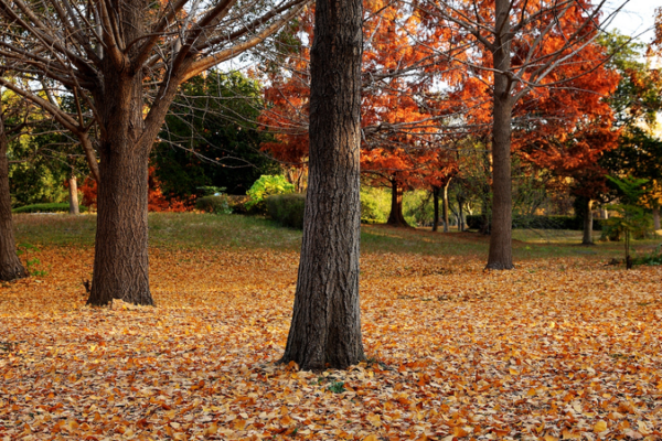 China_Strengthens_Draft_Environmental_Code_with_Clearer_Wildlife_Protections