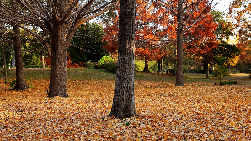 China_Strengthens_Draft_Environmental_Code_with_Clearer_Wildlife_Protections