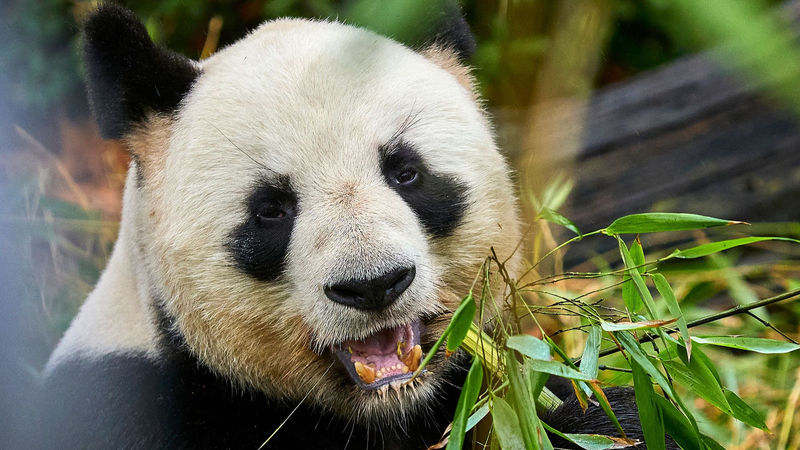 China_and_France_Launch_New_Giant_Panda_Protection_Partnership