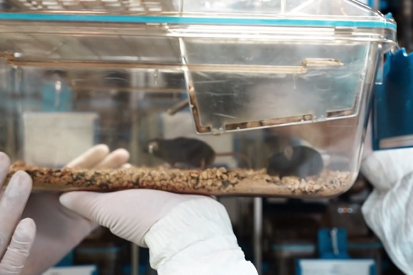 China_s_Space_Mice_Get_Cute_Names__Wangtian__Lanyue___More