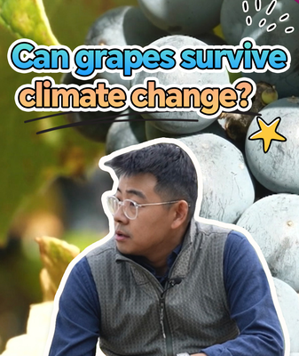 Chinese_mainland_and_France_Team_Up_to_Rescue_Grapes_from_Climate_Change video poster