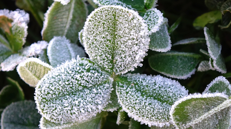 Cold_Wave___Blue_Alerts__Snowfall_Hits_Northern_Chinese_Mainland