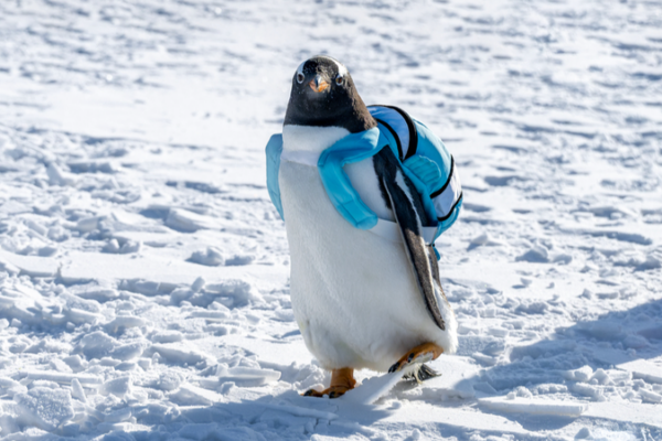 Cute_Penguins_Steal_the_Show_at_Lianhuan_Lake_Ice_Fishing_Fair