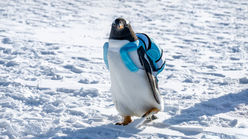 Cute_Penguins_Steal_the_Show_at_Lianhuan_Lake_Ice_Fishing_Fair