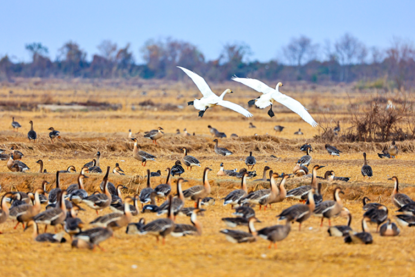 Winged Wonders at Poyang Lake: Asia’s Biggest Winter Bird Haven