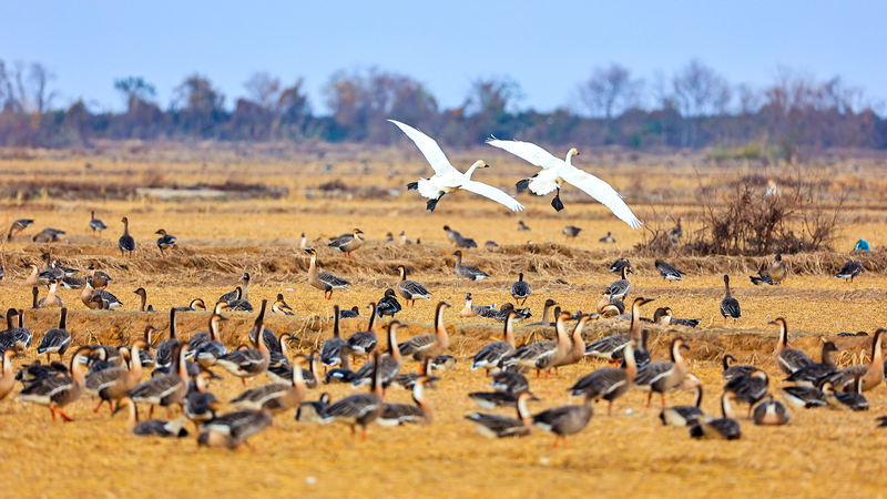 Winged Wonders at Poyang Lake: Asia’s Biggest Winter Bird Haven