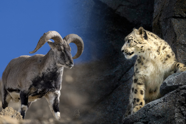 Drone_Captures_Epic_Snow_Leopard_vs_Blue_Sheep_Chase_in_Qinghai video poster