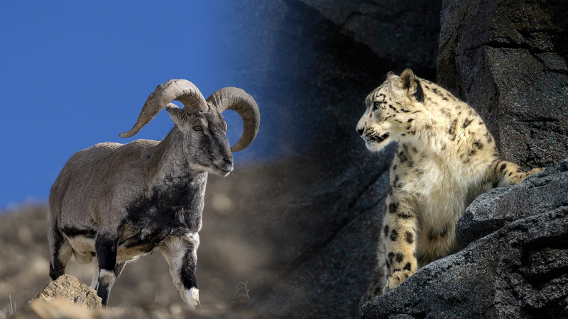 Drone_Captures_Epic_Snow_Leopard_vs_Blue_Sheep_Chase_in_Qinghai video poster