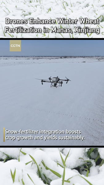 Drones_Transform_Winter_Wheat_Fertilization_in_Manas__Xinjiang video poster