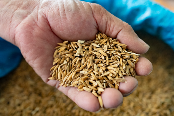 FAO_Delivers_87_400_Wheat_Kits_to_Afghan_Farmers_Amid_Rising_Hunger