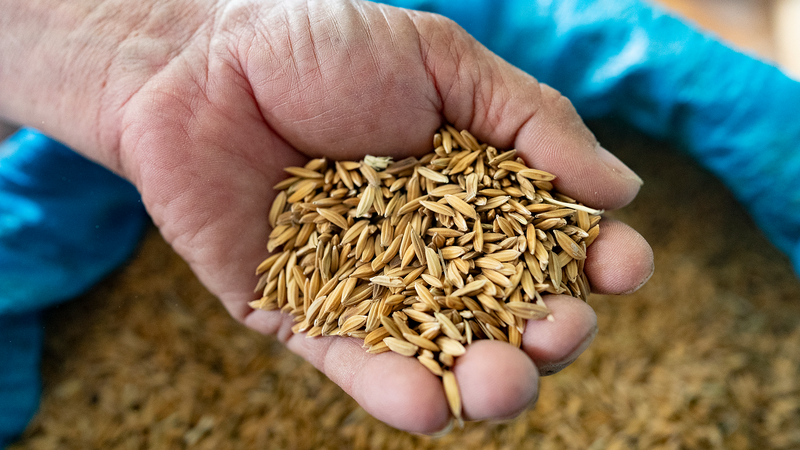 FAO_Delivers_87_400_Wheat_Kits_to_Afghan_Farmers_Amid_Rising_Hunger - Namaste Headlines FAO_Delivers_87_400_Wheat_Kits_to_Afghan_Farmers_Amid_Rising_Hunger