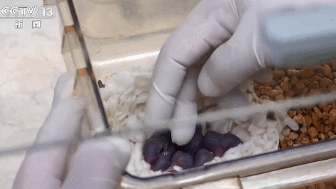 First_Gen_Space_Mouse_Pups_Born_After_Shenzhou_21_Mission