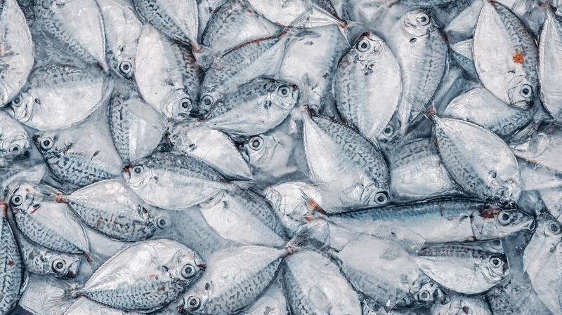 Forever_Chemicals_in_Seafood__How_PFAS_Move_from_Fish_to_You