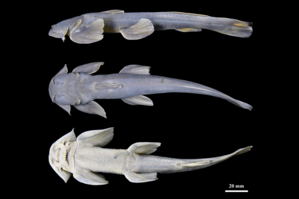 Freshwater_Surprise__New_Catfish_Species_Discovered_in_Xizang_Himalayas