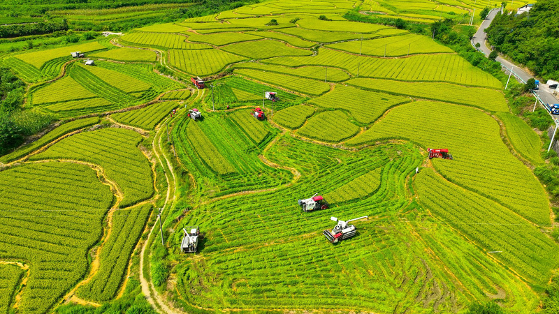 China's 2026 Rural Roadmap Unveiled at Beijing Conference 🌾