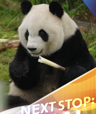 Meet Xing Ya: Chengdu’s Ultimate Zen Panda Star video poster