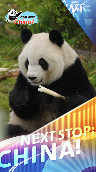 GLLD4BES9CFO8TKWNWUF - Namaste Headlines Meet Xing Ya: Chengdu’s Ultimate Zen Panda Star video poster