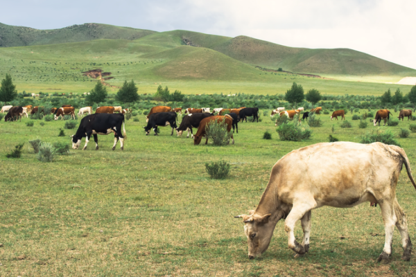 Genetic_Map_of_Ancient_Cattle_Reveals_Prehistoric_Silk_Road_Exchanges