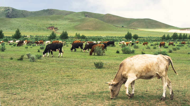 Genetic_Map_of_Ancient_Cattle_Reveals_Prehistoric_Silk_Road_Exchanges