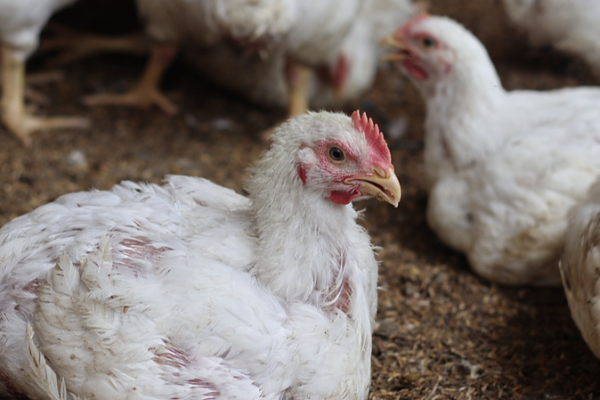 Japan Confirms 11th Bird Flu Outbreak in Hokkaido Farm 🐔