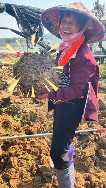 Hainan_Konjac_Harvest_Abuzz_with_Vibrant_Energy_poster - Namaste Headlines Hainan_Konjac_Harvest_Abuzz_with_Vibrant_Energy video poster