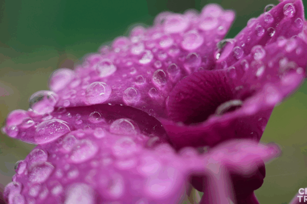 Hainan_s_Orchid_Kingdom__Blooming_Green_Economy