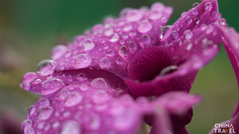 Hainan_s_Orchid_Kingdom__Blooming_Green_Economy - Namaste Headlines Hainan_s_Orchid_Kingdom__Blooming_Green_Economy