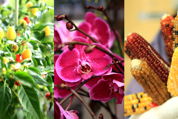 How_High_Tech_Farming_in_Shandong_Is_Growing_Holiday_Blooms_and_Boosting_Incomes