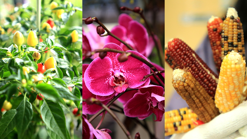 How_High_Tech_Farming_in_Shandong_Is_Growing_Holiday_Blooms_and_Boosting_Incomes