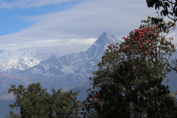 How_Mountains_Built_the_World_s_Alpine_Plant_Diversity