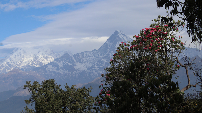 How_Mountains_Built_the_World_s_Alpine_Plant_Diversity