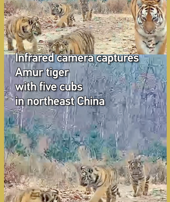 Infrared_Camera_Captures_Amur_Tiger_with_Five_Cubs video poster