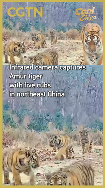 Infrared_Camera_Captures_Amur_Tiger_with_Five_Cubs video poster