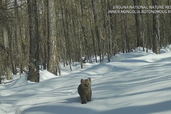 Infrared_Cameras_Reveal_Inner_Mongolia_Wildlife_Comeback video poster
