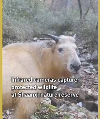 Infrared_Cameras_Spotlight_Protected_Wildlife_at_Shaanxi_Nature_Reserve video poster