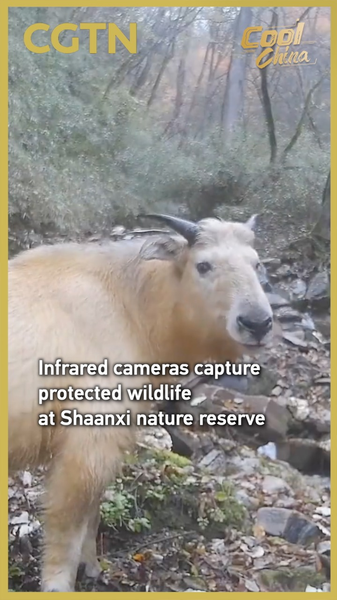 Infrared_Cameras_Spotlight_Protected_Wildlife_at_Shaanxi_Nature_Reserve video poster