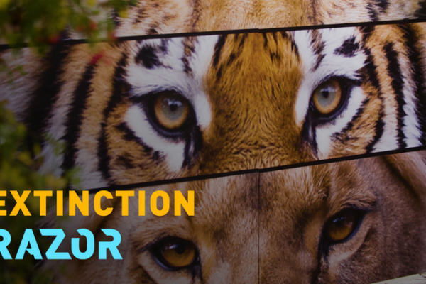 Inside_the_Living_Biobank_Protecting_Endangered_Big_Cats video poster