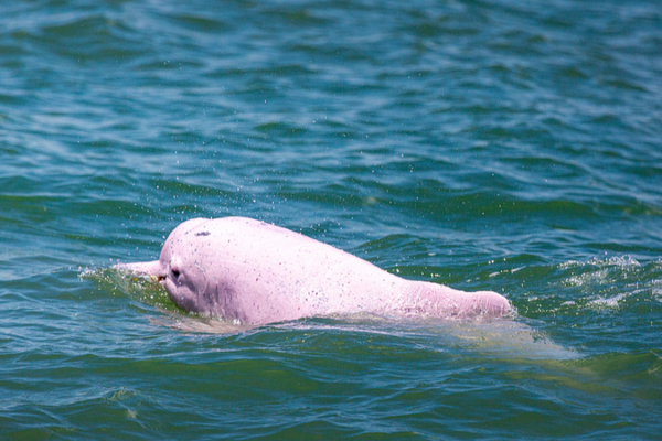 First-Ever 'Chinese White Dolphin' Doc Premieres This Friday 🐬