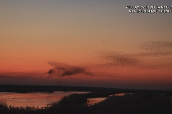Yellow River Delta’s Epic Bird Migration video poster